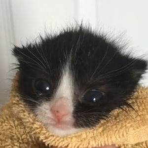 Meet your Posher, Theodore